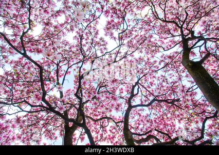 Magnolia fleurs oranger au printemps Banque D'Images
