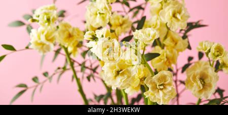 Bouquet de matthiola jaune avec branches de feuilles vertes sur fond rose Banque D'Images