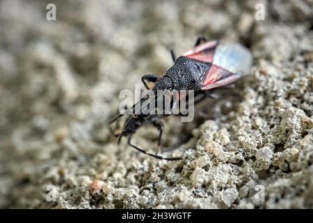 Insecte de Linden ou de malow (Oxycarenus lavaterae). Banque D'Images