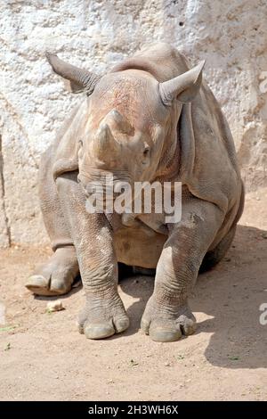 Rhinocéros noirs d'Afrique de l'est (Diceros bicornis michaeli). Banque D'Images