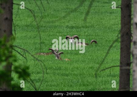 Mouflons européens (Ovis gmelini musimon). Banque D'Images