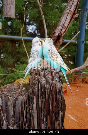 Deux pigeons magnifiquement colorés dans un beau turquoise.Ils s'approchaient de leur bec et s'embrassèrent. Banque D'Images