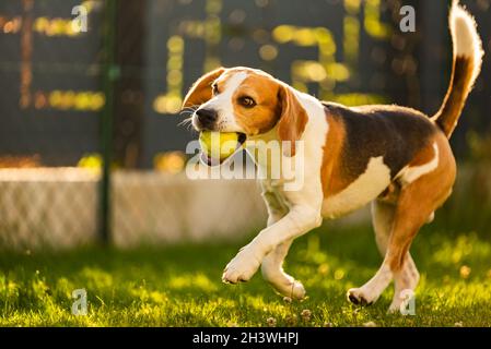 Chien Beagle in jardin extérieur courir et sauter avec ball Banque D'Images