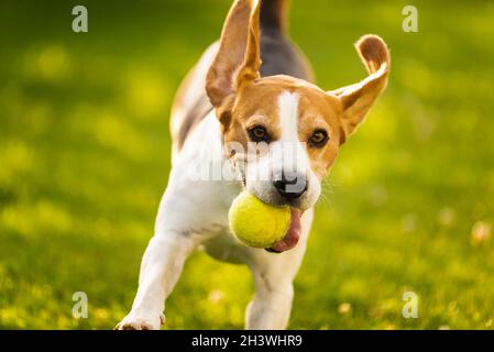 Chien Beagle in jardin extérieur courir et sauter avec ball Banque D'Images
