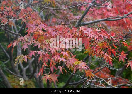 Feuilles d'automne colorées des Acer palmatum elegans japonais vus en octobre. Banque D'Images