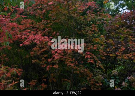 Feuilles d'automne colorées de l'acer japonica Aconitifolium japonais vu en octobre. Banque D'Images