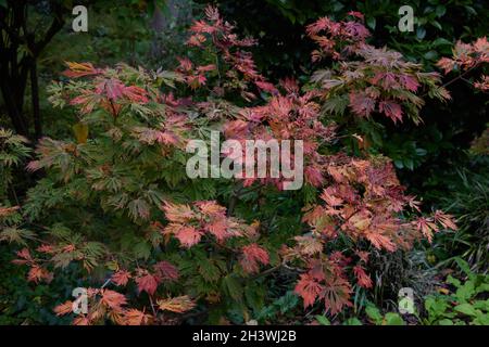 Feuilles d'automne colorées de l'acer japonica Aconitifolium japonais vu en octobre. Banque D'Images