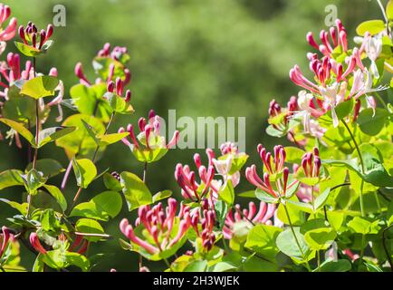 Fleurs et boutons de Honeysuckle roses dans le jardin. Lonicera Etrusca Santi Caprifolium, woodbine en fleur. Fond floral Banque D'Images