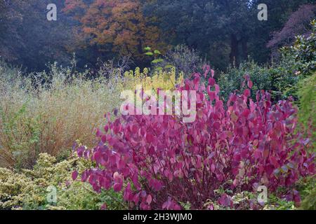 RHS Wisley a planté des bordures en octobre avec la couleur de l'automne. Banque D'Images