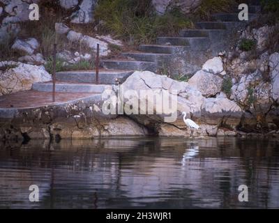 Petit aigrette, petit héron blanc, dans un lac.mots clés : Banque D'Images