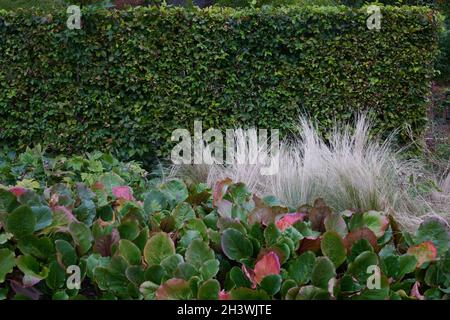 RHS Wisley a planté des bordures en octobre avec la couleur de l'automne. Banque D'Images