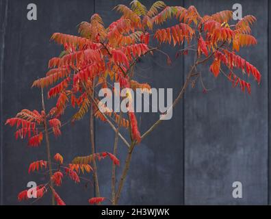 Gros plan de Rhus typhina vu en automne avec de fortes feuilles rouges orange colorées. Banque D'Images