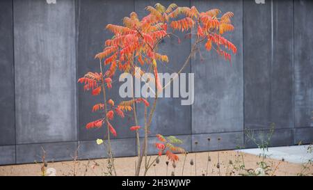 Gros plan de Rhus typhina vu en automne avec de fortes feuilles rouges orange colorées. Banque D'Images