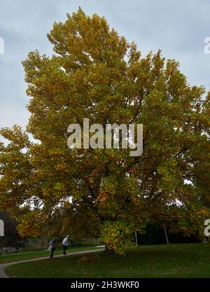 Liriodendron tulipifera fascigiatum en automne. Banque D'Images