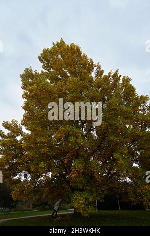 Liriodendron tulipifera fascigiatum en automne. Banque D'Images