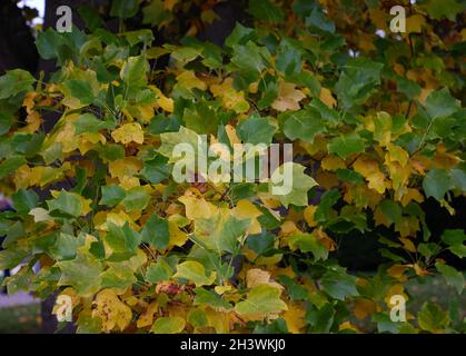 Liriodendron tulipifera fascigiatum en automne. Banque D'Images