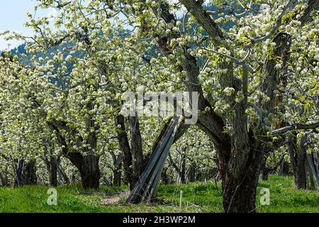 WA19713-00...WASHINGTON - arbres fruitiers qui fleurissent dans un verger près de la ville de Peshastin. Banque D'Images