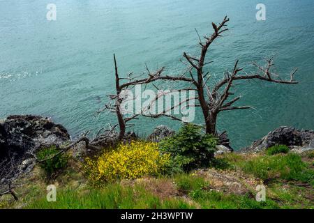 WA19724-00...WASHINGTON - des arbres tués par le brouillard salin et de nouveaux arbres poussent le long du détroit de Rosario, sur l'île Fidalgo. Banque D'Images