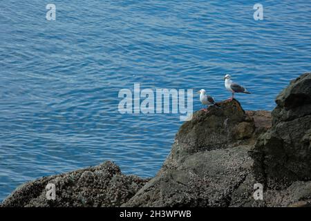 WA19725-00...WASHINGTON - Une paire de mouettes sur les rochers au-dessus du détroit de Rosario dans Sharpe Park sur l'île Fidalgo. Banque D'Images