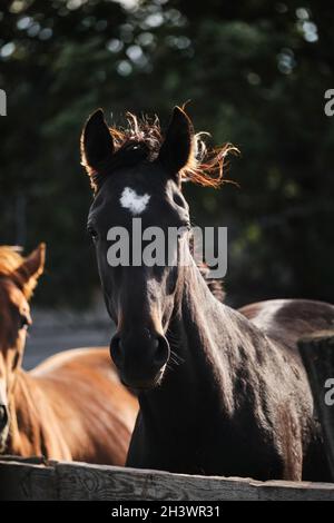 Un étalon noir adulte avec un point blanc sur la tête est debout derrière la clôture, regardant attentivement devant et regardant.Portrait de cheval.La vie de pays dans frais Banque D'Images