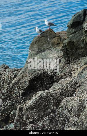 WA19726-00...WASHINGTON - Une paire de mouettes sur les rochers au-dessus du détroit de Rosario dans Sharpe Park sur l'île Fidalgo. Banque D'Images