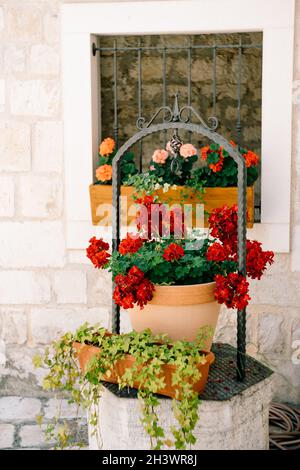 Géranium rouge fleurs de pélargonium dans un grand pot de fleurs près de la fenêtre avec un grill en métal. Banque D'Images