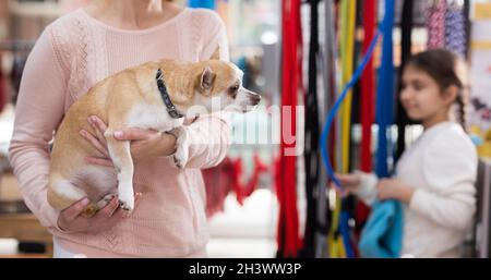 Femme positive avec chien chihuahua dans la boutique d'animaux de compagnie Banque D'Images