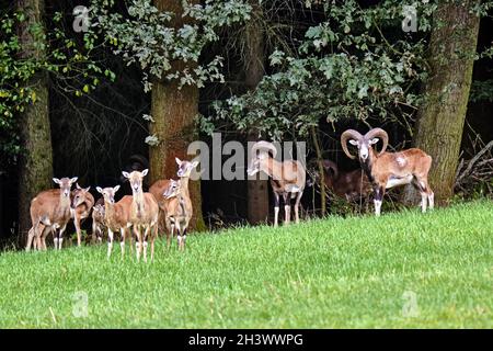 Mouflons européens (Ovis gmelini musimon). Banque D'Images