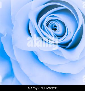 Concept botanique, carte d'invitation - mise au point douce, fond floral abstrait, fleur rose bleue. Macro fleurs toile de fond pour Holida Banque D'Images