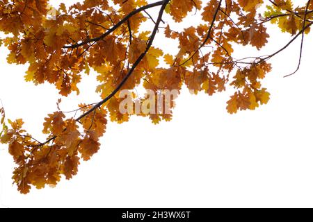 Branches de chêne avec feuillage jaunissement au début de l'automne, sur fond blanc Banque D'Images