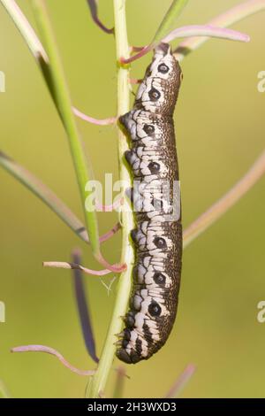 Une chenille de l'arbite de willowherb (Proserpina proserpinus) se nourrissant d'Epilobium angustifolium.Parc naturel du Mont Avic, Aoste, Italie. Banque D'Images