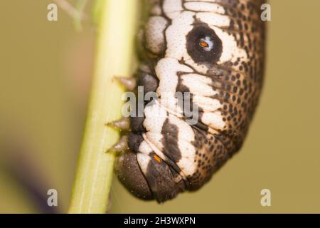 Une chenille de l'arbite de willowherb (Proserpina proserpinus) se nourrissant d'Epilobium angustifolium.Parc naturel du Mont Avic, Aoste, Italie. Banque D'Images