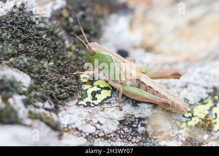 Le Grasshopper denté d'Ursula (Stenobothrus ursulae), une femelle.Endémisme des Alpes NW-italiennes.Parc naturel du Mont Avic, Aoste, Italie. Banque D'Images