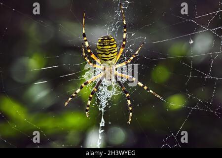 Araignée de guêpe (Argiope bruennichi). Banque D'Images