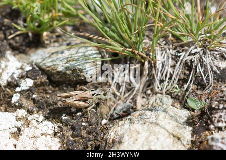 Le Grasshopper denté d'Ursula (Stenobothrus ursulae), un homme.Endémisme des Alpes NW-italiennes.Parc naturel du Mont Avic, Aoste, Italie. Banque D'Images