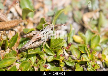 Le Grasshopper denté d'Ursula (Stenobothrus ursulae), un homme.Endémisme des Alpes NW-italiennes.Parc naturel du Mont Avic, Aoste, Italie. Banque D'Images