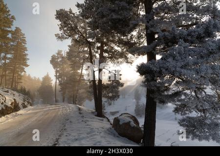 Vue impressionnante sur le brouillard et la lumière du soleil après le gel sur les célèbres pistes de ski de Sarıkamış avec ses forêts de pins jaunes et de neige cristalline. Banque D'Images