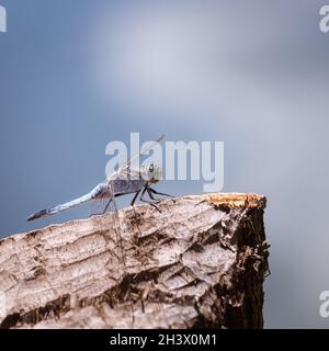 Libellule sur un poteau en bois sur un lac Banque D'Images