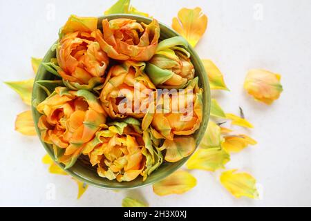 Belles tulipes orange dans une cuvette ronde et pétales jaunes sur fond blanc Banque D'Images