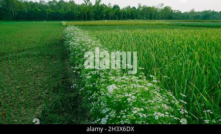 La coriandre est une herbe couramment utilisée pour goûter les plats internationaux.Il provient de la plante de Coriandrum sativum et est lié au persil, à la carotte Banque D'Images