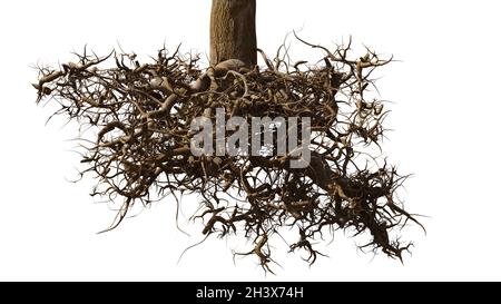 racines de l'arbre sur fond blanc Banque D'Images