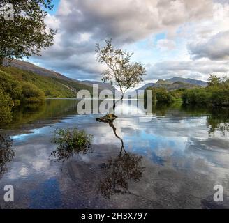 Réflexions à l'arbre solitaire de Llyn Padarn à Snowdonia, Gwynedd Wales Royaume-Uni Banque D'Images
