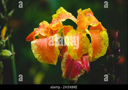 Mise au point sélective d'une belle fleur de canna Lily recouverte de gouttes de rosée Banque D'Images