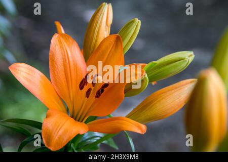 Gros plan de lilas tigrées d'orange fleurissant dans un jardin du pays de Galles Banque D'Images