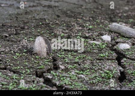 Moules de canard mortes sur fond fissuré d'un lac séché en Ukraine.Le niveau d'eau a diminué considérablement au cours des dernières années.Comme résultat beaucoup d'étangs hav Banque D'Images