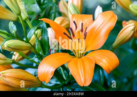 Gros plan de lilas tigrées d'orange fleurissant dans un jardin du pays de Galles Banque D'Images