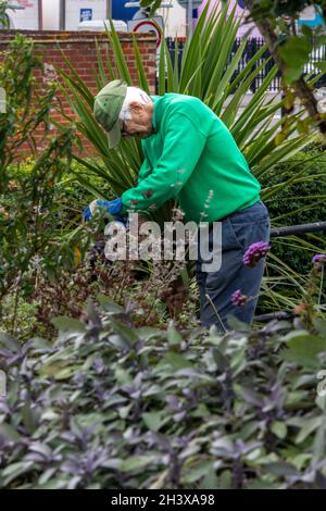 homme âgé ou d'âge moyen jardinant , retraite, jardinier à la retraite, jardinier volontaire, homme âgé se portant volontaire pour gérer les jardins de southampton. Banque D'Images