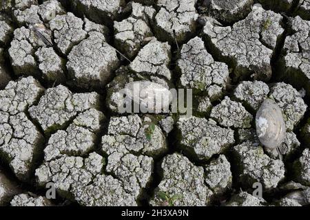 Moules de canard mortes sur fond fissuré d'un lac séché en Ukraine.Le niveau d'eau a diminué considérablement au cours des dernières années.Comme résultat beaucoup d'étangs hav Banque D'Images