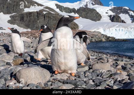 Penguins Gentoo debout sur la côte, île de Cuverville, Antarctique Banque D'Images