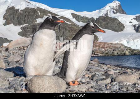 Penguins Gentoo debout sur la côte, île de Cuverville, Antarctique Banque D'Images